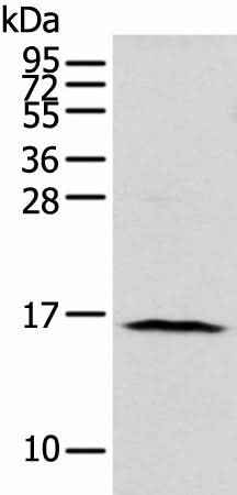 Anti-Human/Mouse NUDT10 Antibody