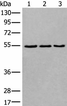 Western blot analysis of 293T NIH/3T3 and K562 cell lysates using WDSUB1 Polyclonal Antibody at dilution of 1:500