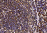 Anti-Mouse SELL Antibody [B390]