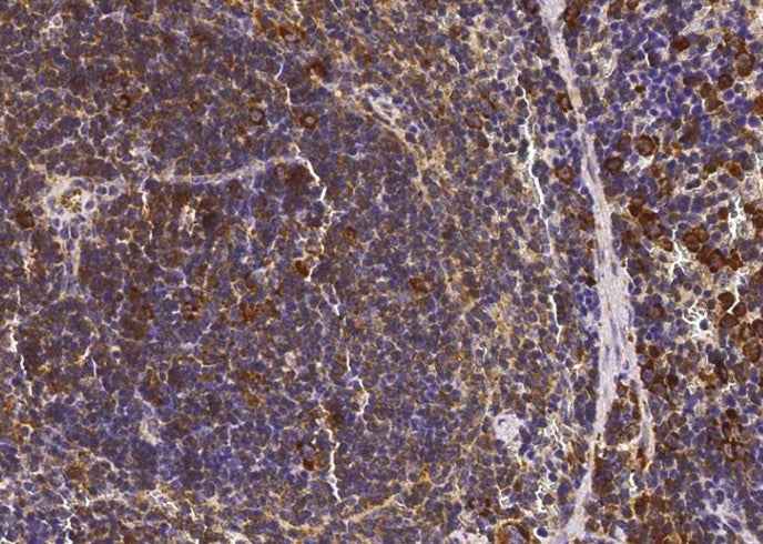 Anti-Mouse SELL Antibody [B390] - ABMIUM