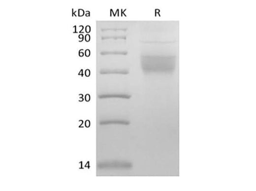 > 90 % as determined by reducing SDS-PAGE.