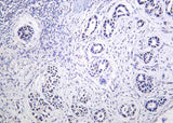 Anti-Human/Mouse/Rat THOC1 Antibody [B1011]