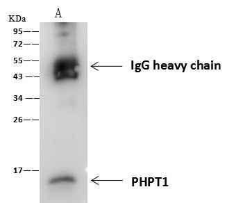 Anti-Human PHPT1 Antibody [B174] - ABMIUM