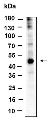Anti-Human/Mouse/Rat YB-1 Antibody [B944]