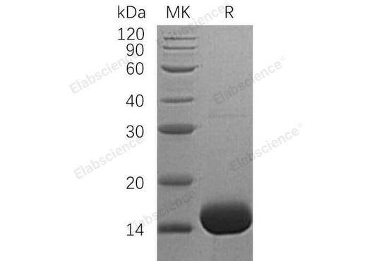 > 98 % as determined by reducing SDS-PAGE.