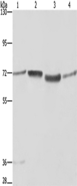 Anti-Human SYN1 Antibody - ABMIUM