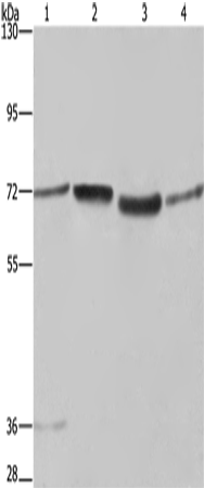 Anti-Human SYN1 Antibody - ABMIUM