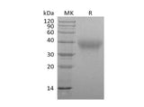 > 95 % as determined by reducing SDS-PAGE.