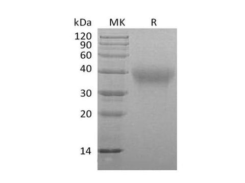 > 95 % as determined by reducing SDS-PAGE.