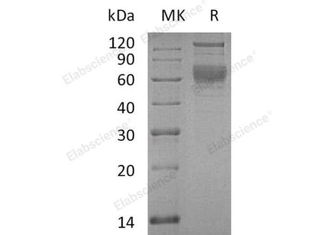 > 95 % as determined by reducing SDS-PAGE.