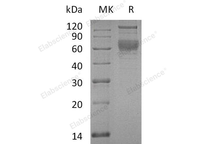 > 95 % as determined by reducing SDS-PAGE.