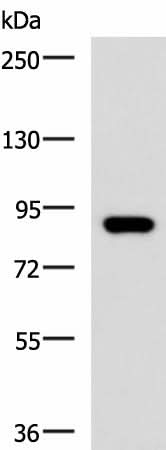 Western blot analysis of 293T cell lysate using ABCB5 Polyclonal Antibody at dilution of 1:500