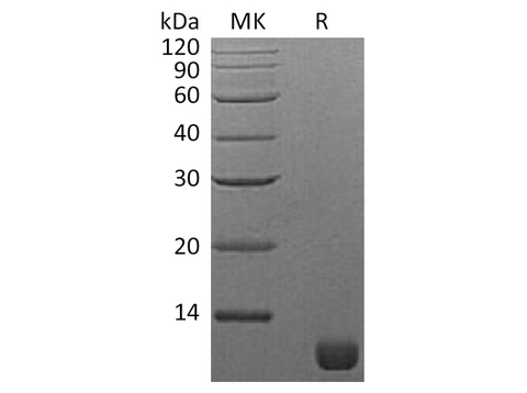Recombinant S. cerevisiae TIM16 Protein - ABMIUM