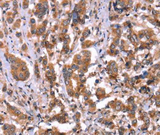 Anti-Human HRG Antibody