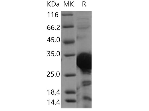 > 80 % as determined by reducing SDS-PAGE.