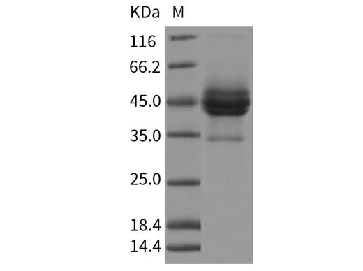 > 85 % as determined by reducing SDS-PAGE.