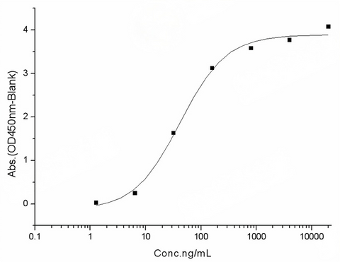 Measured by its binding ability in a functional ELISA. Immobilized human ACE2 protein (Fc tag)(Cat: PKSH031870) at 2 μg/mL (100 μL/well) can bind SARS-CoV-2 (2019-nCoV) Spike RBD-His Recombinant Protein, Biotinylated (PKSR030501), the EC<sub>50</sub> of SARS-CoV-2 (2019-nCoV) Spike RBD-His Recombinant Protein, Biotinylated (PKSR030501) is 30-60 ng/mL.