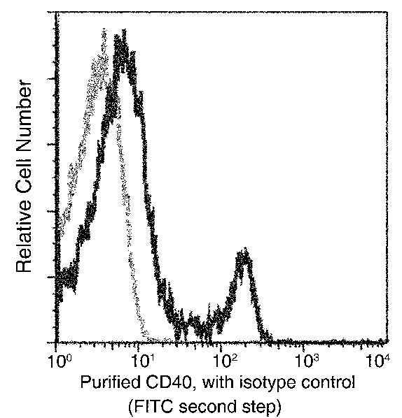 Anti-Human CD40 Antibody [A957] - ABMIUM