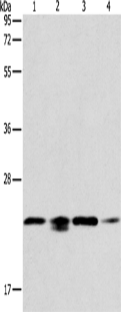 Anti-Human/Mouse/Rat PRDX2 Antibody - ABMIUM