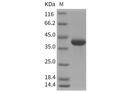 > 90 % as determined by reducing SDS-PAGE.
