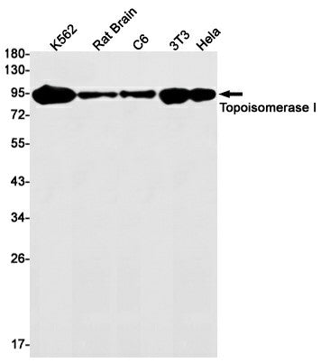 Western blot detection of Topoisomerase I in K562,Rat Brain,C6,3T3,Hela cell lysates using Topoisomerase I Rabbit mAb(1:1000 diluted).Predicted band size:91kDa.Observed band size:91kDa.