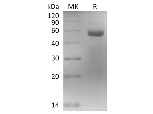 > 95 % as determined by reducing SDS-PAGE.