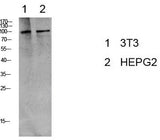 Western Blot analysis of 3T3, HepG2 cells using Phospho-eEF2 (Thr56) Polyclonal Antibody at dilution of 1:1000.