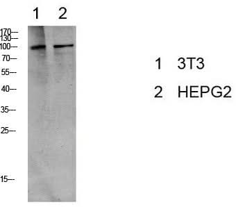 Western Blot analysis of 3T3, HepG2 cells using Phospho-eEF2 (Thr56) Polyclonal Antibody at dilution of 1:1000.