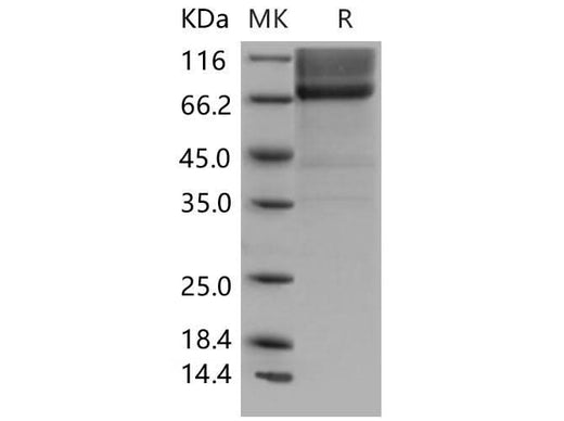 > 85 % as determined by reducing SDS-PAGE.