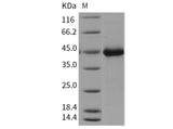 > 93 % as determined by reducing SDS-PAGE.