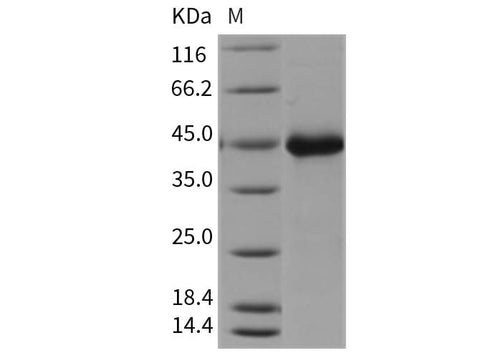 > 93 % as determined by reducing SDS-PAGE.