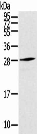 Anti-Human THYN1 Antibody