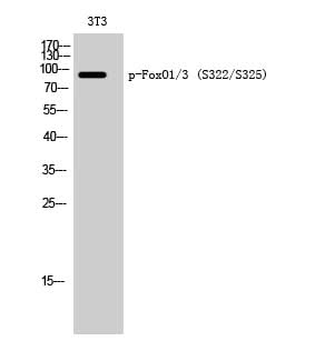 Western Blot analysis of 3T3 cells with Phospho-FoxO1/3 (Ser322/S325) Polyclonal Antibody