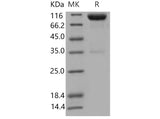 > 90 % as determined by reducing SDS-PAGE.