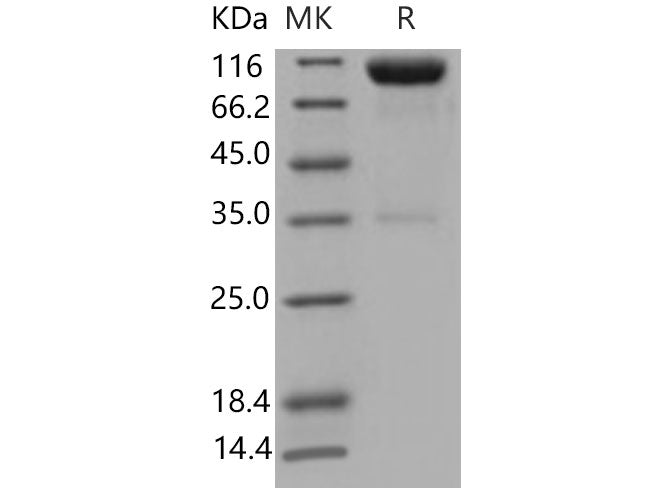 > 90 % as determined by reducing SDS-PAGE.