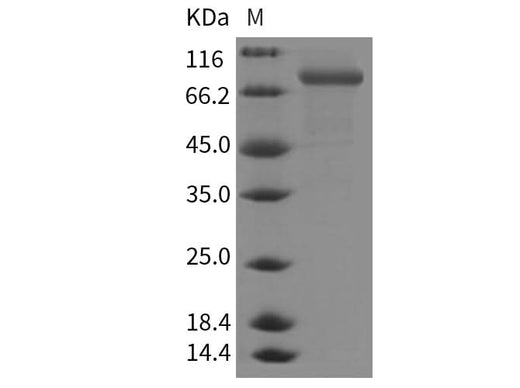 > 90 % as determined by reducing SDS-PAGE.
