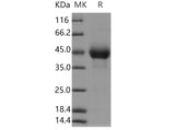 > 95 % as determined by reducing SDS-PAGE.