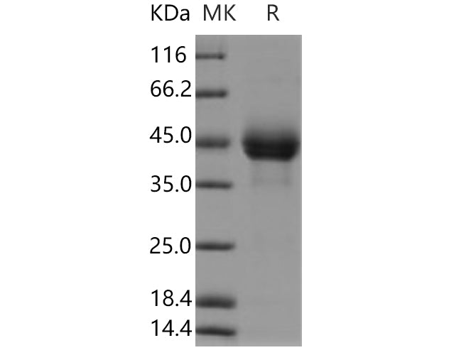 > 95 % as determined by reducing SDS-PAGE.