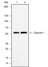Anti-Human Glypican 1 Antibody [A627]