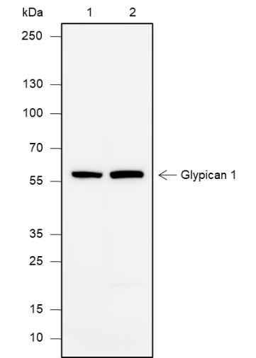 Anti-Human Glypican 1 Antibody [A627]