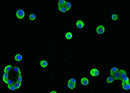Anti-Human REG1A Antibody [A1062] - ABMIUM