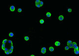 Anti-Human REG1A Antibody [A1062] - ABMIUM