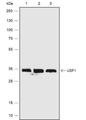 Anti-Human USF1 Antibody [A641] - ABMIUM