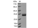 > 95 % as determined by reducing SDS-PAGE.