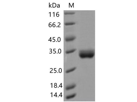 > 95 % as determined by reducing SDS-PAGE.