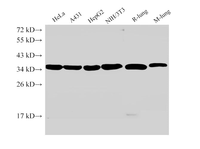 Western Blot analysis of 1)Hela, 2)A431, 3)HepG2, 4)NIH/3T3, 5)Rat lung, 6)Mouse lung using ANXA5 Ployclonal Antibody at dilution of 1:2000.