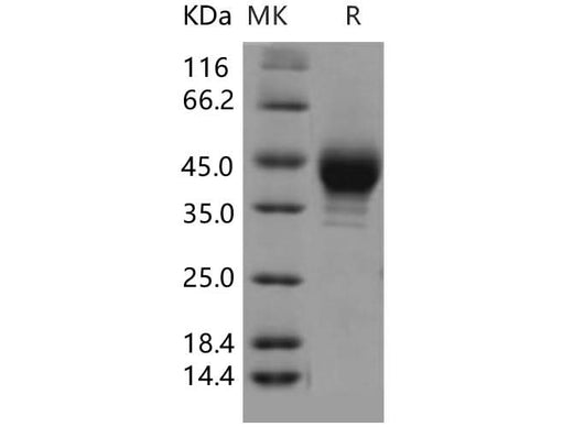 > 93 % as determined by reducing SDS-PAGE.