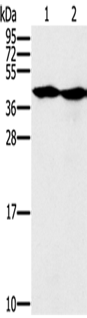 Anti-Human/Mouse/Rat MORF4L1 Antibody - ABMIUM