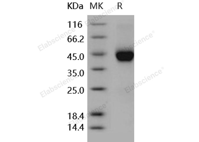 > 92 % as determined by reducing SDS-PAGE.