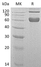 Recombinant Mouse 4-1BB/TNFRSF9 Protein (aa 24-187, Fc Tag) - ABMIUM